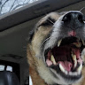 Meet your Posher, Vic